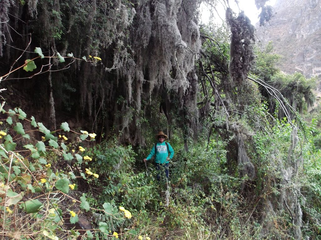 Bruce Rommel Villegas Alva Miraflores Yauyos Huaquis Vegetation